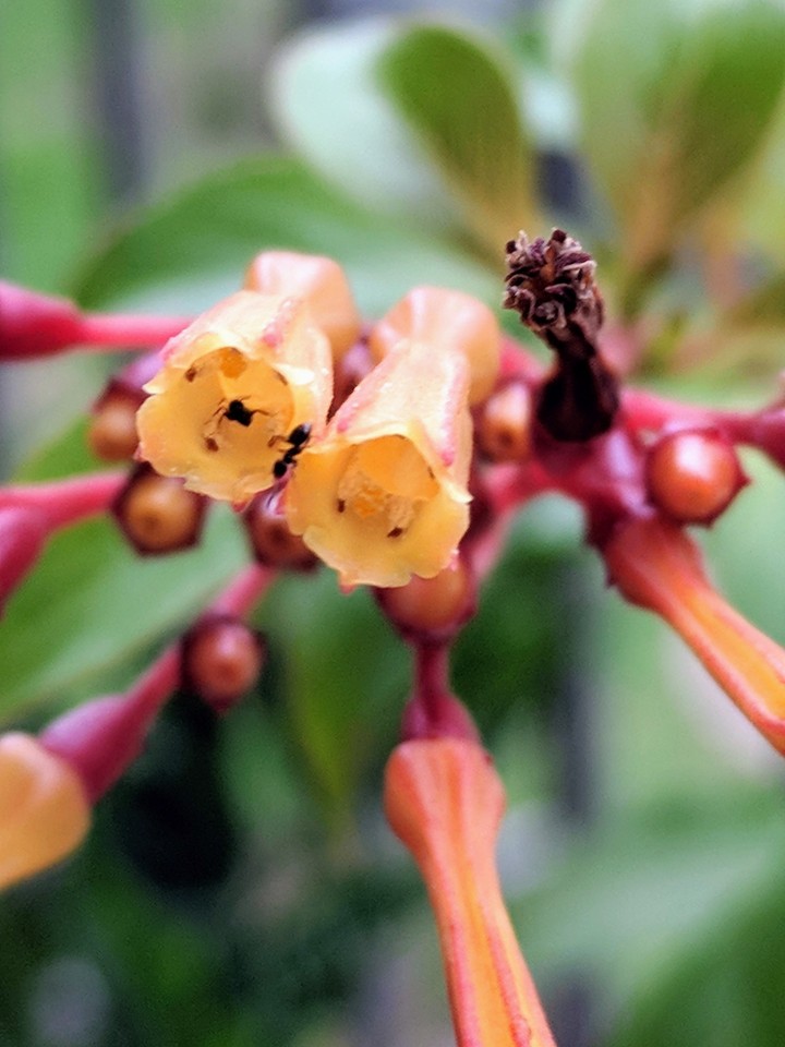 hummingbird flower