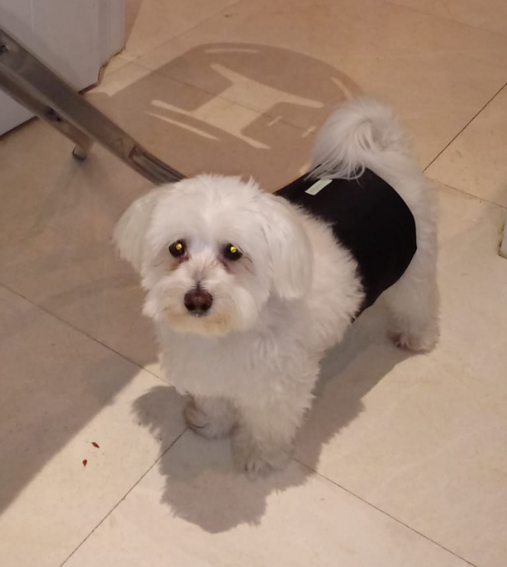 mi zuco