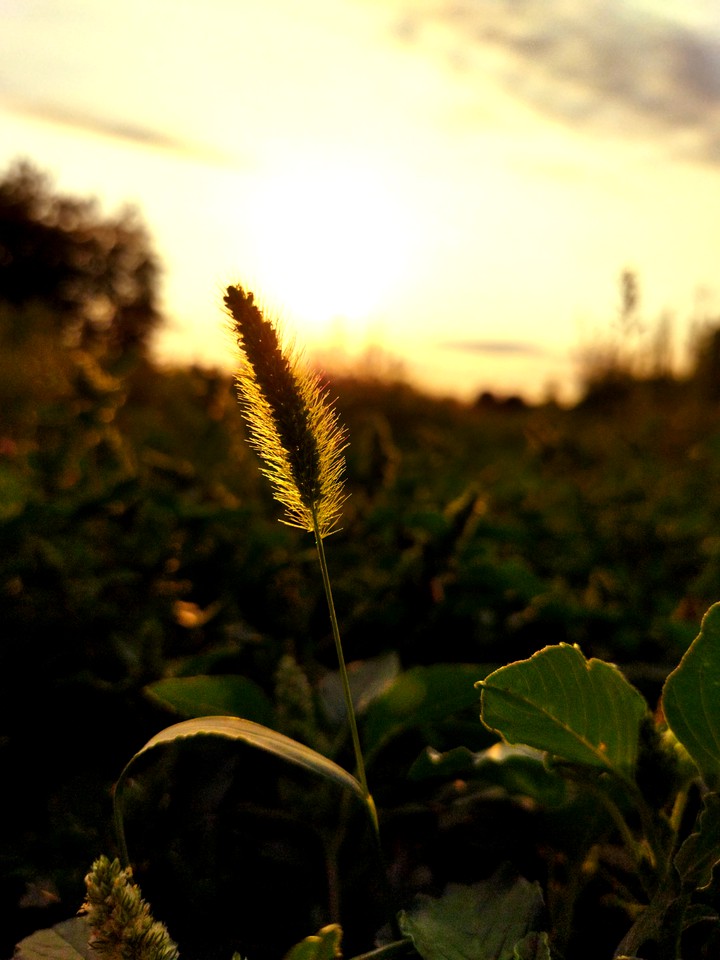 природа