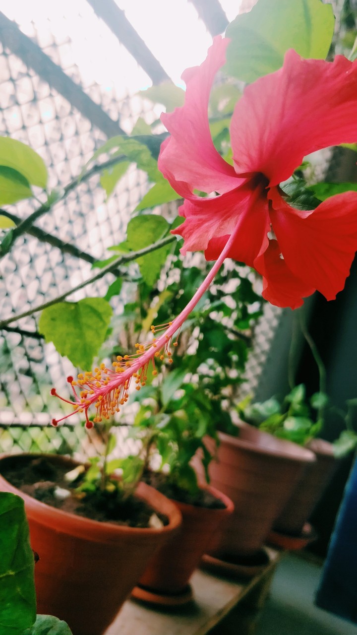 flower
