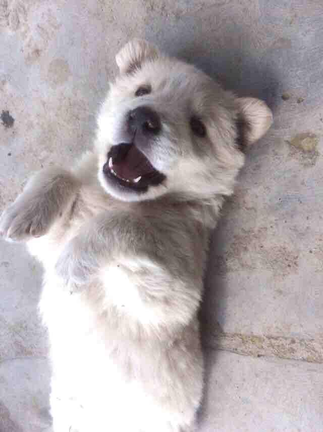labrador