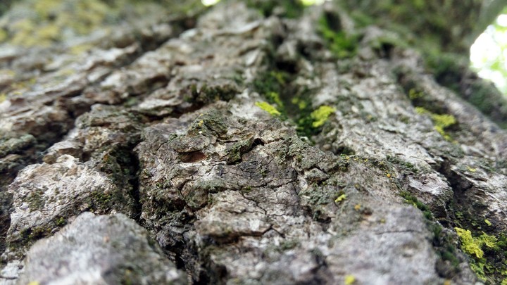 #Tree #Lenovo K4 Note #Pic