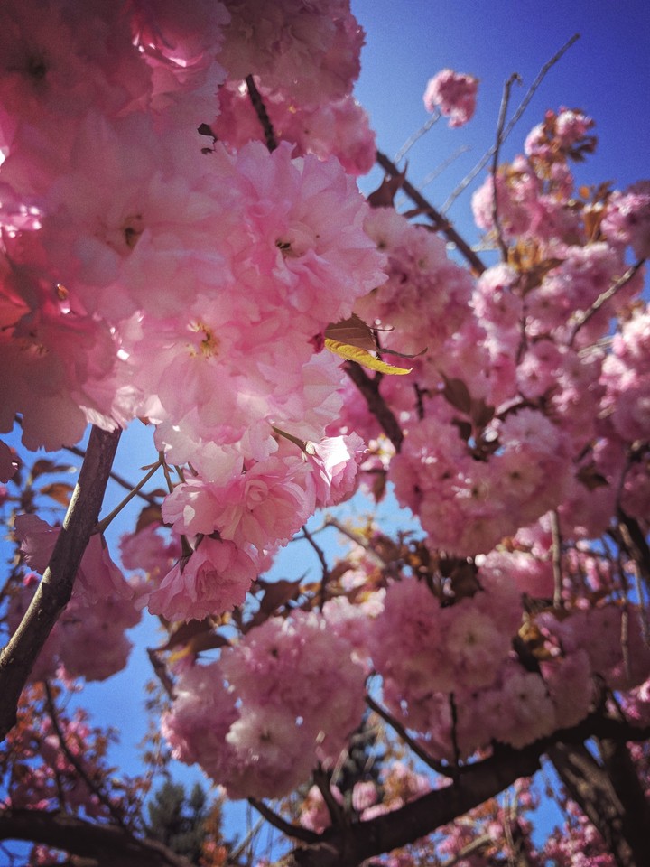 sakura