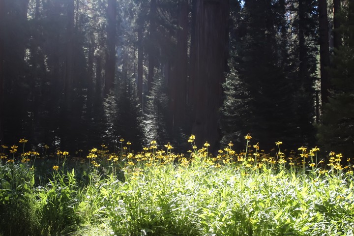 Flower Field