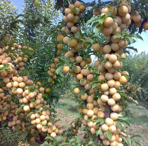 обои plant, food