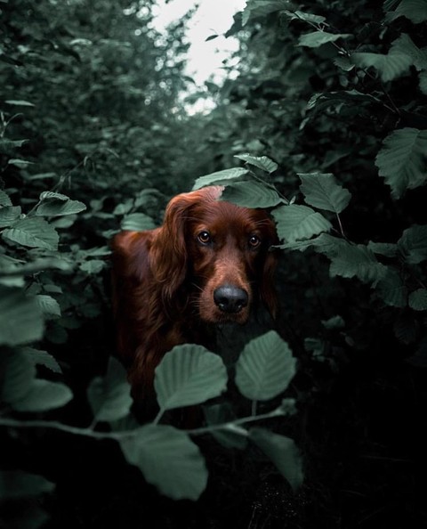 dog