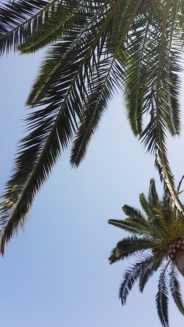 palm trees