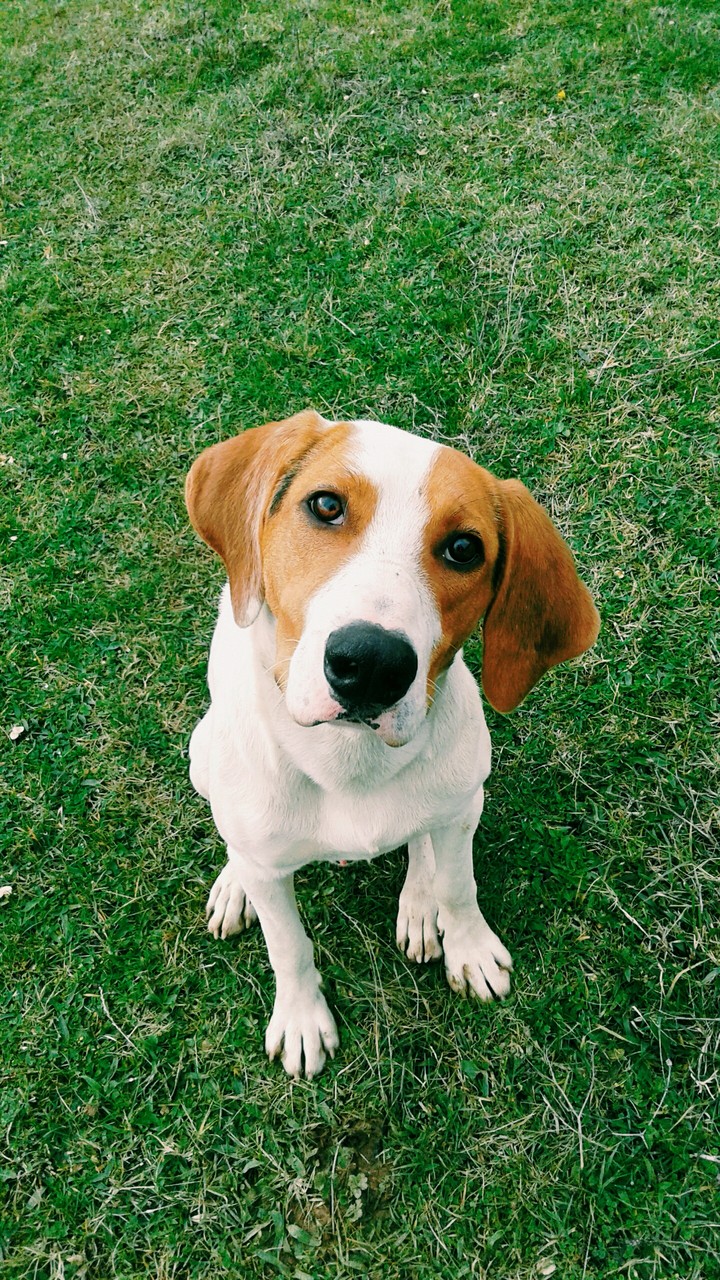 dog (cek)