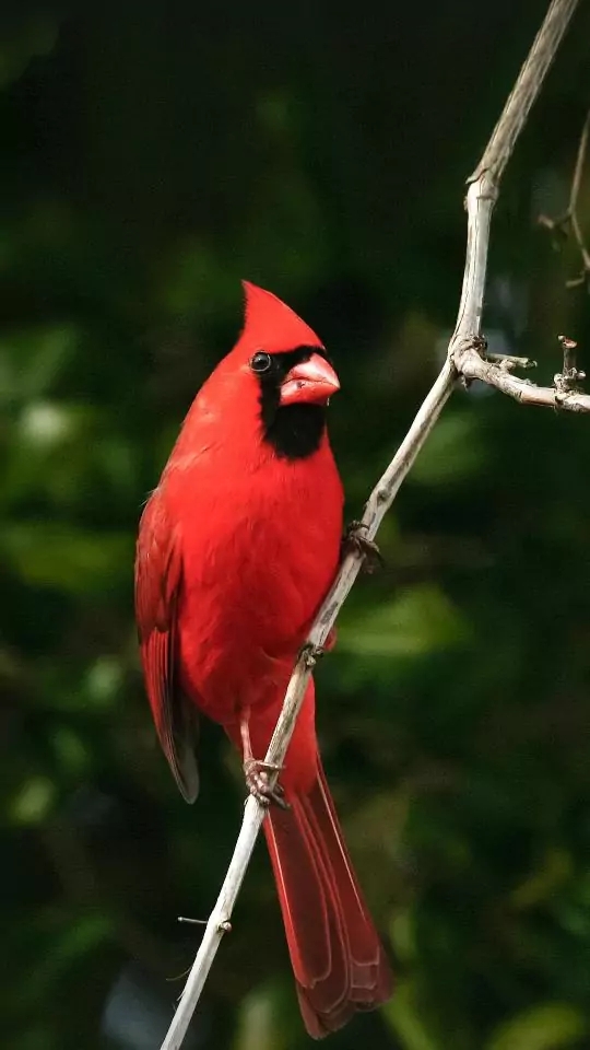bird