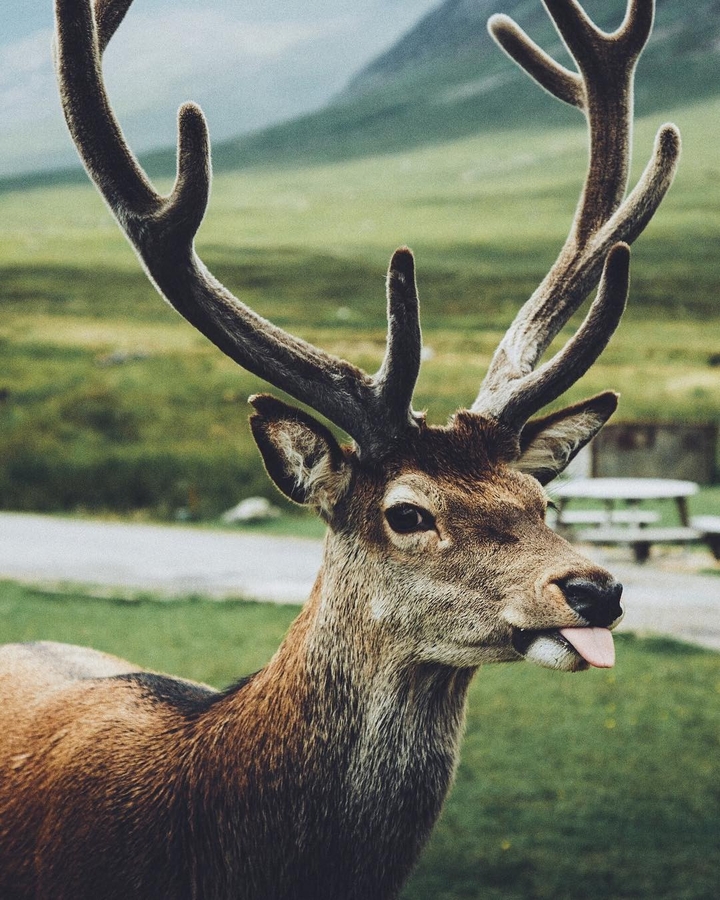 Deer