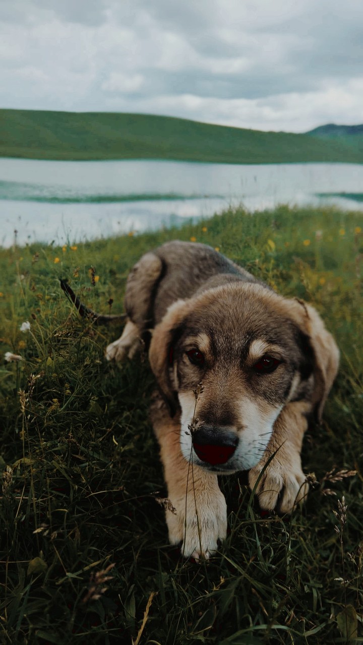 dog