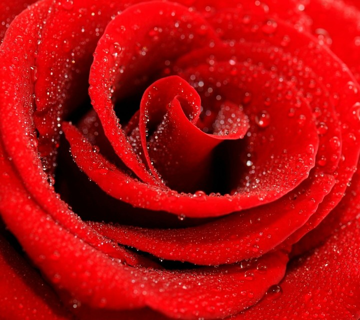 rosy rose