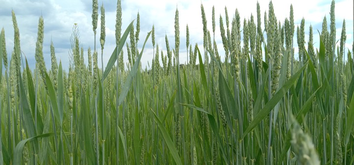 green summer