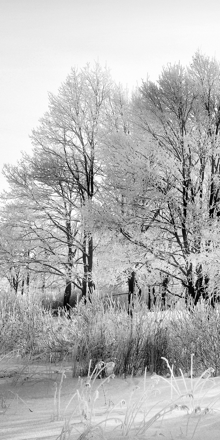 trees in snow