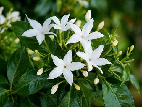 flower, Close-up壁紙