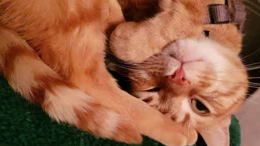ronron cats