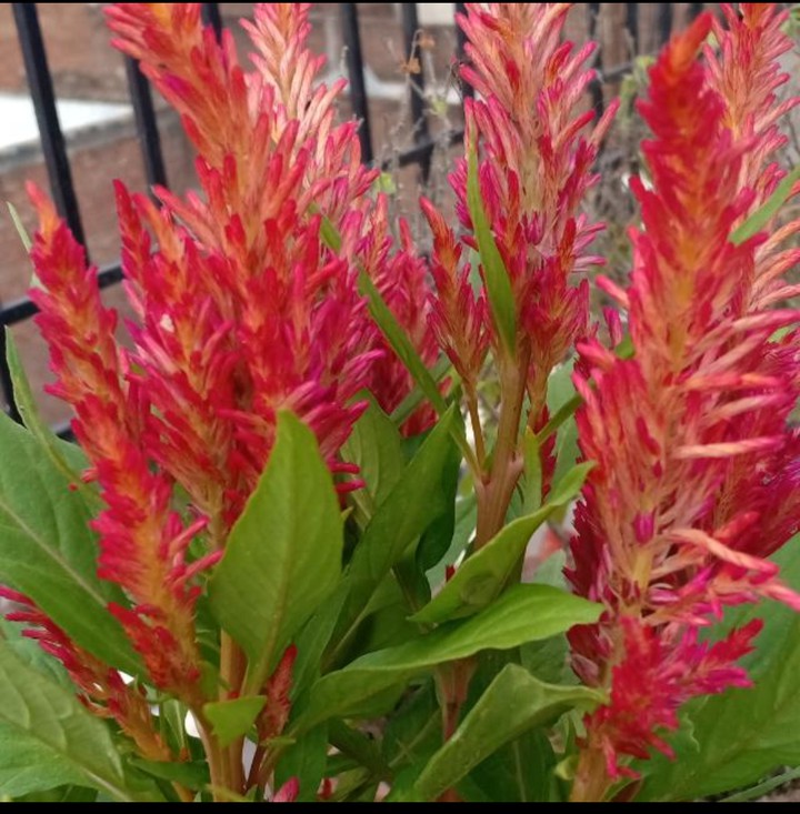 flowers