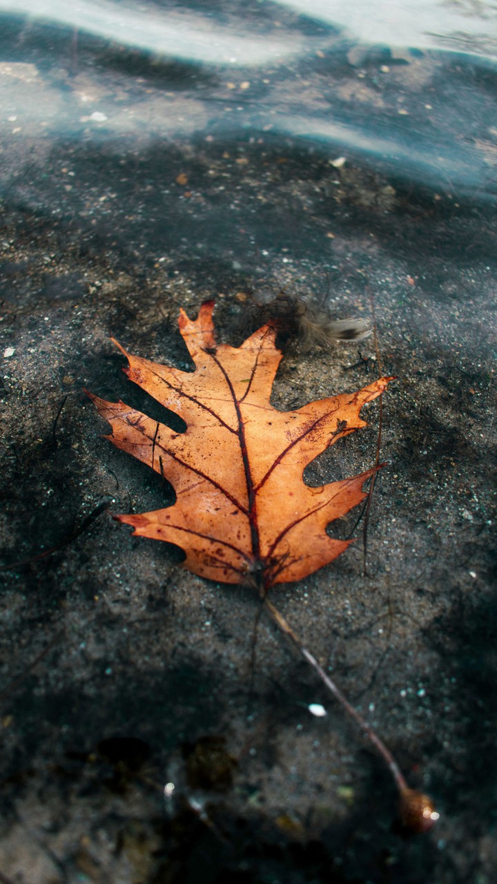 leaf