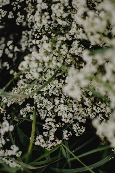 sfondi petal, caraway