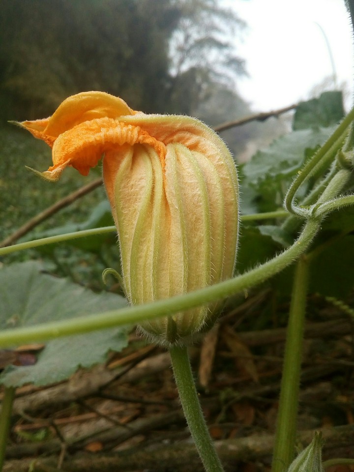 nice flower..