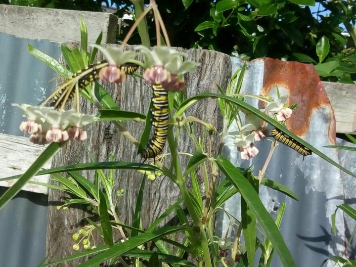 Monarch Babies
