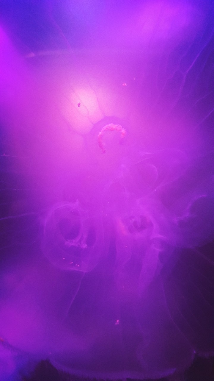 Jellyfish