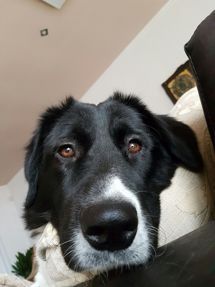 Dog selfie