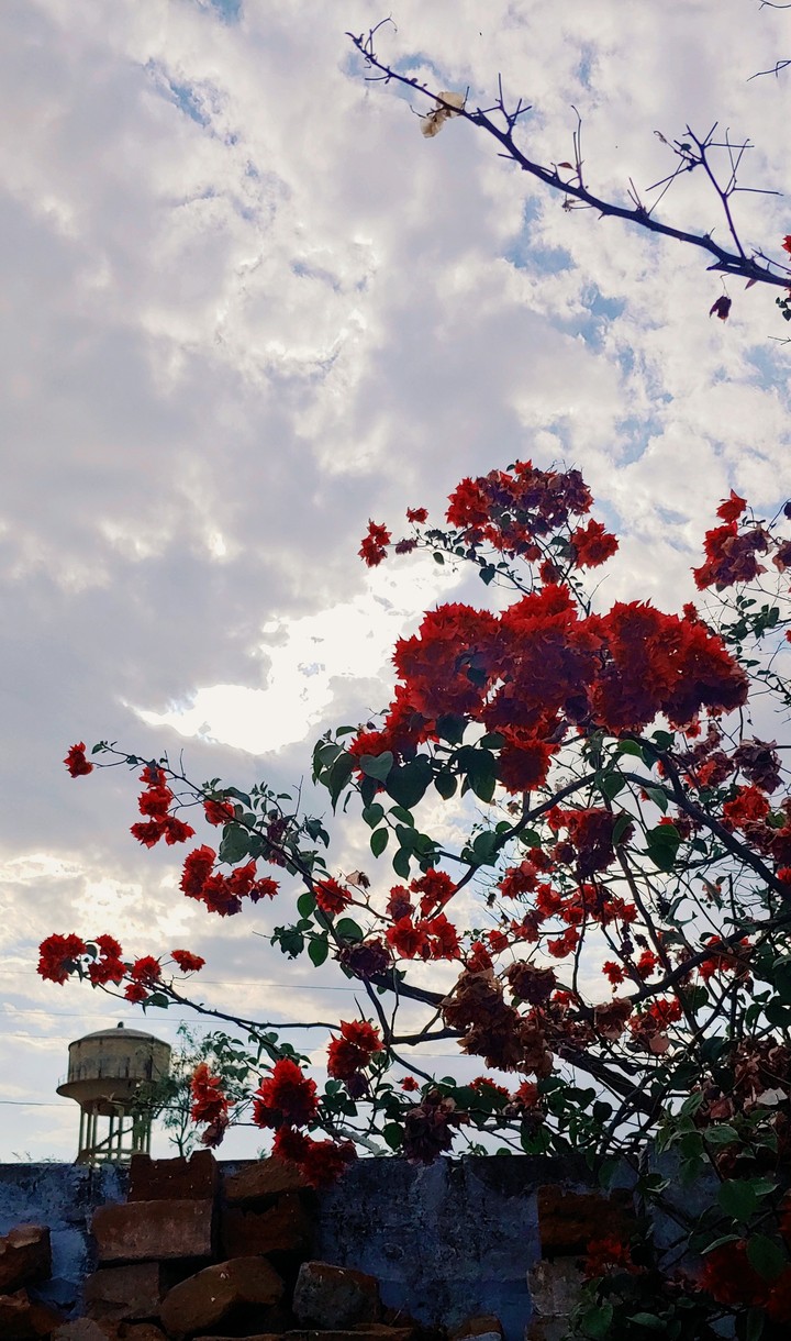 flowers