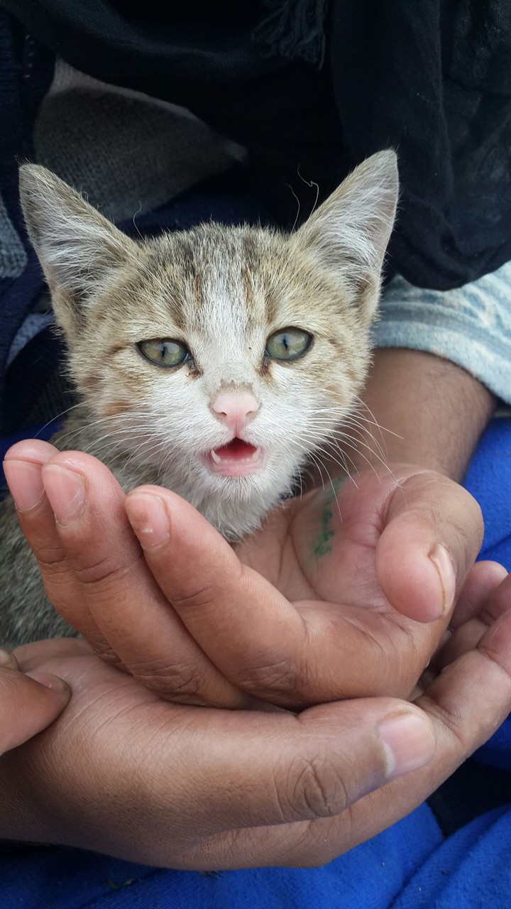 cute kitty