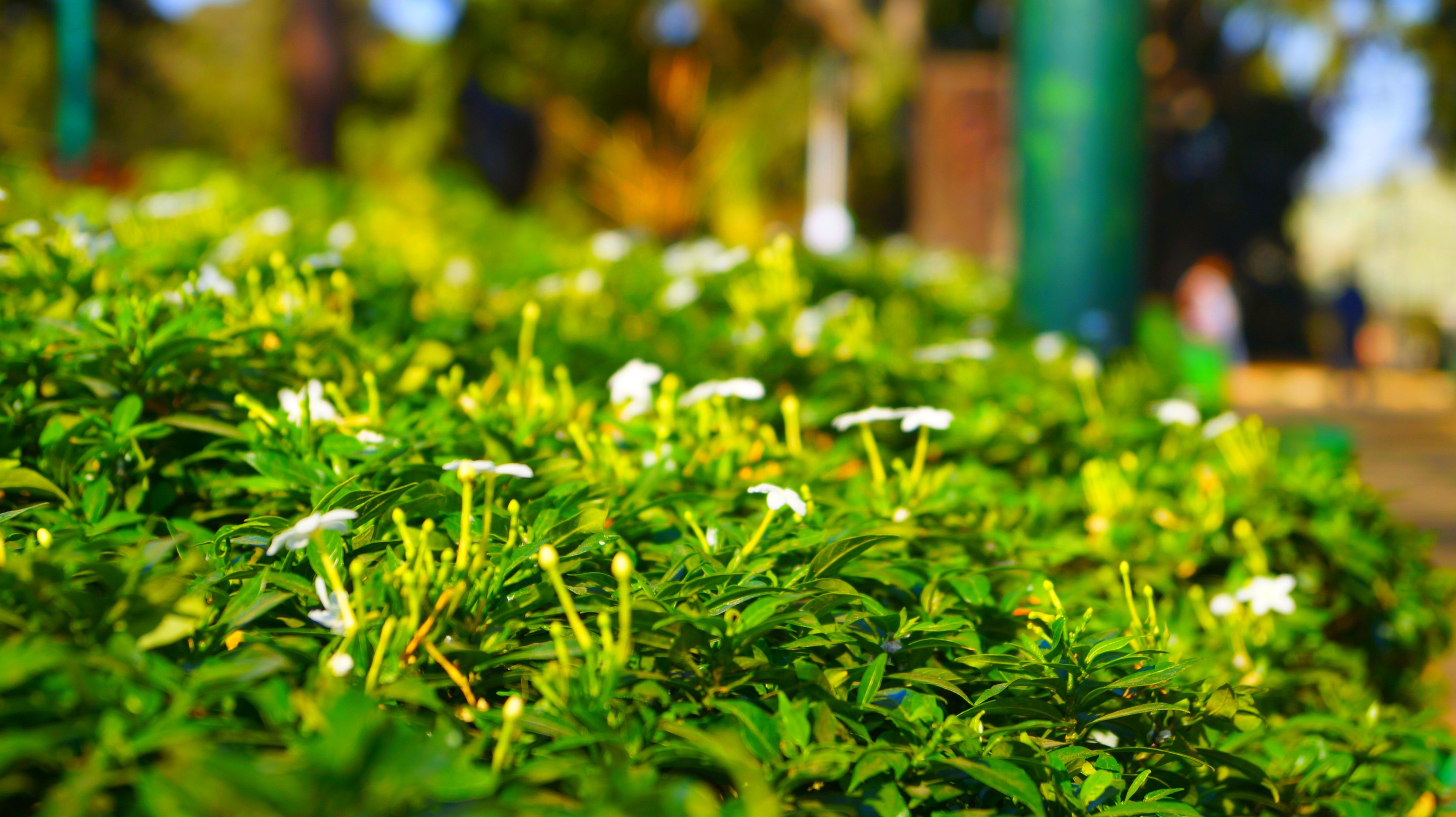 lalbagh#bagalore#nature