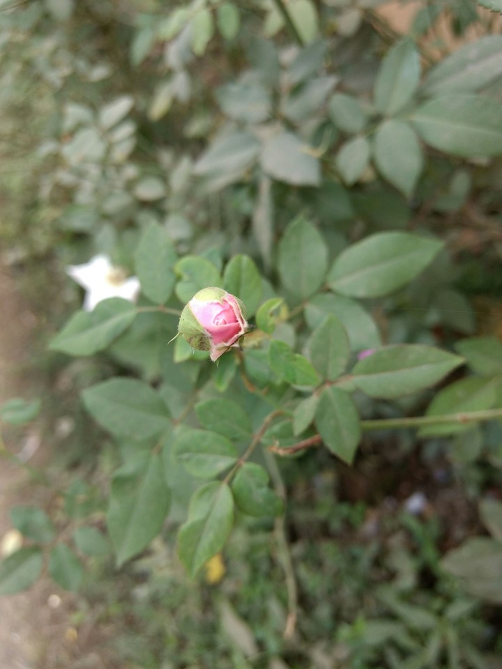 Baby Rose