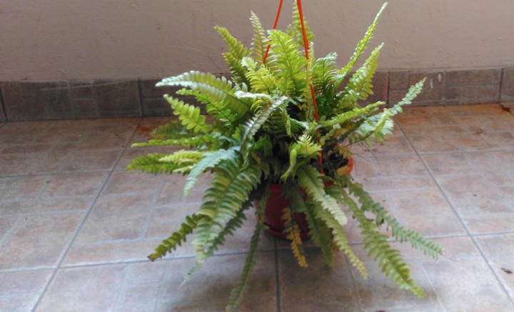 fern plant