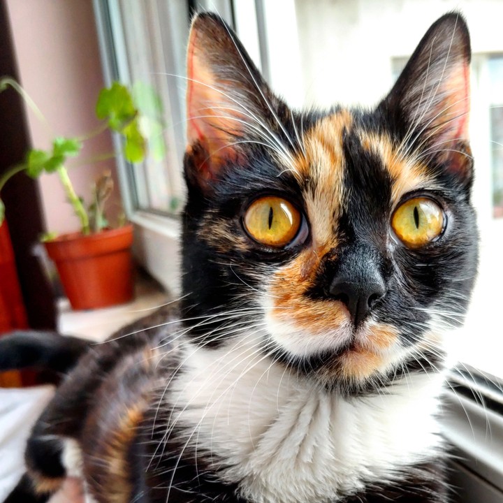 cat
