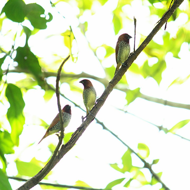 birds