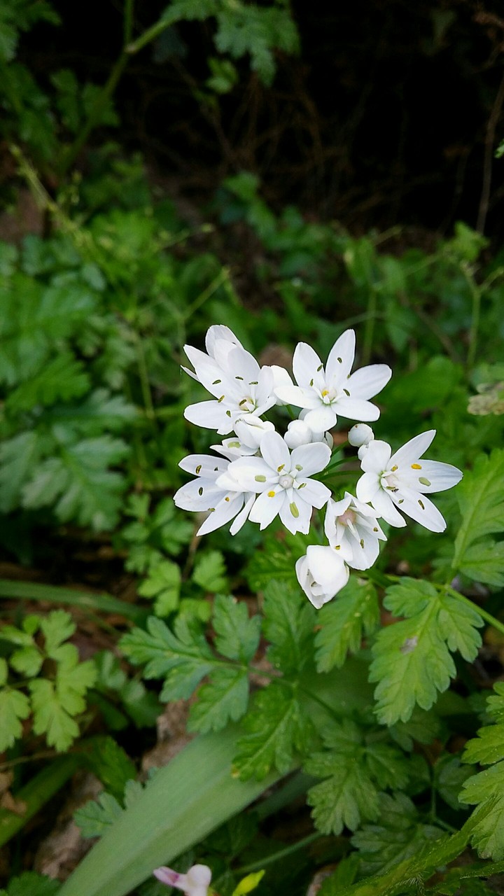 Beautiful flower
