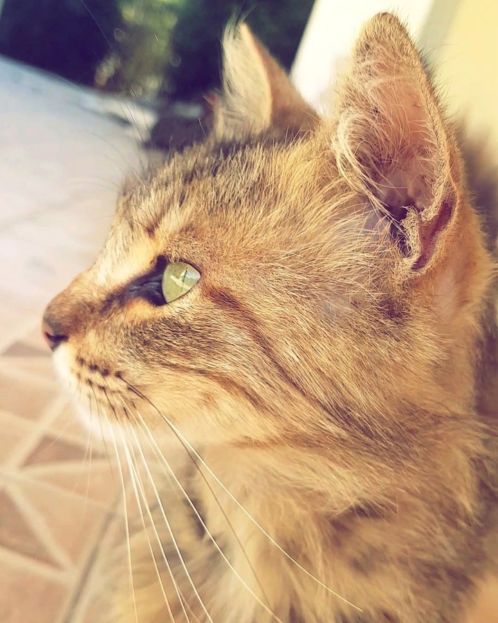 my lovely cat♧