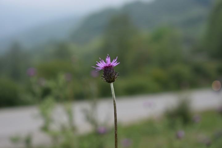 pink flower