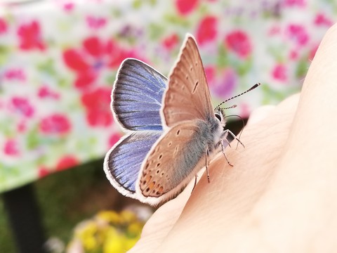 тапети arthropod, pollinator