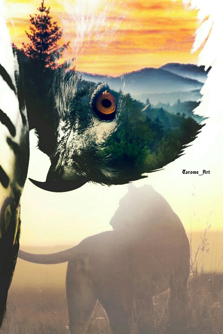 animal