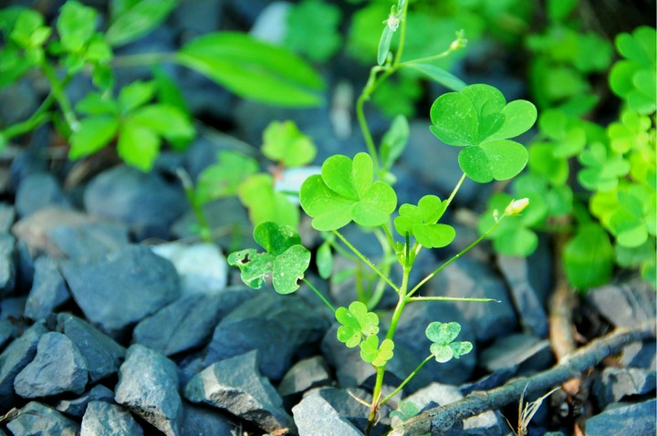 Clovers