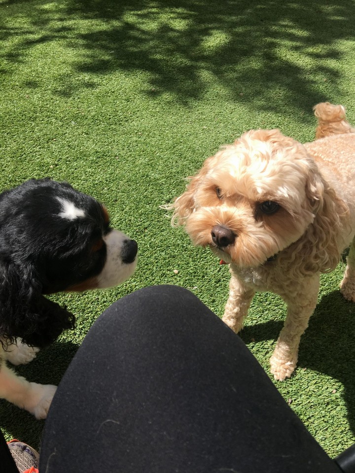 Ranger at Pet Concierge - Sept 2017