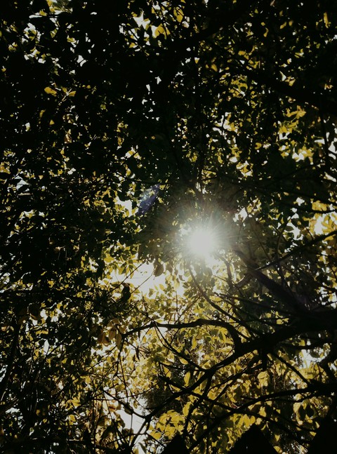 ταπετσαρίες tree, sunlight