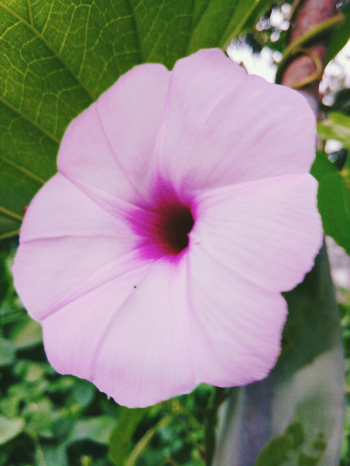 colmi flower