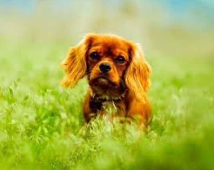 #dog #niliginusa