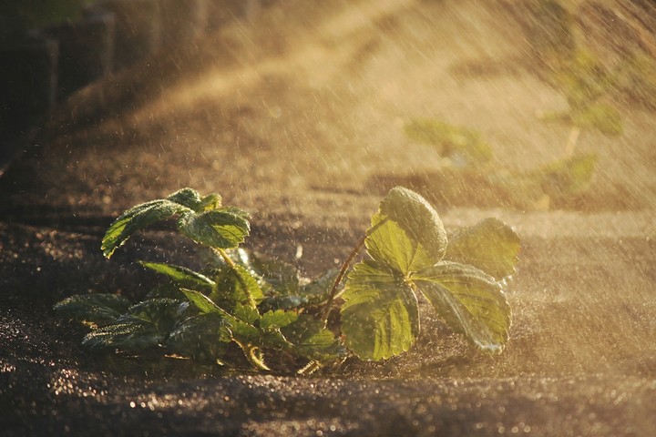 Strawberry,  sun and spray