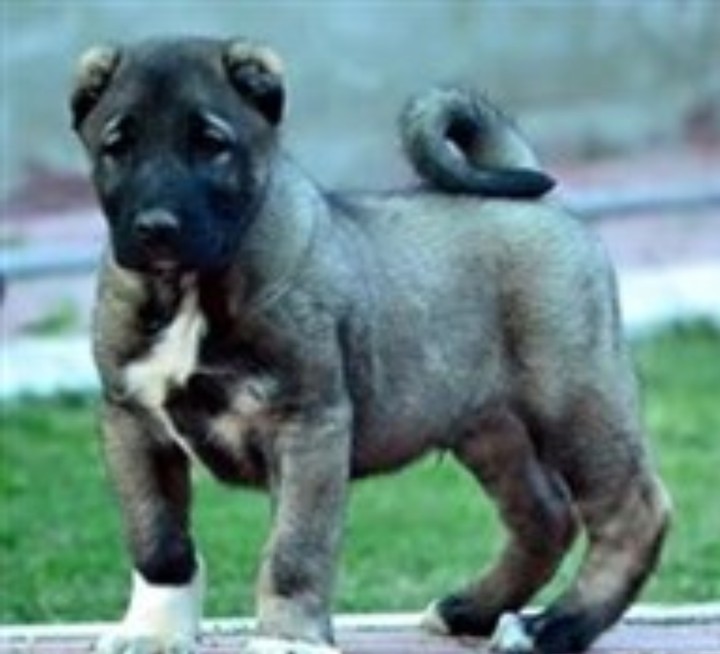 Kangal