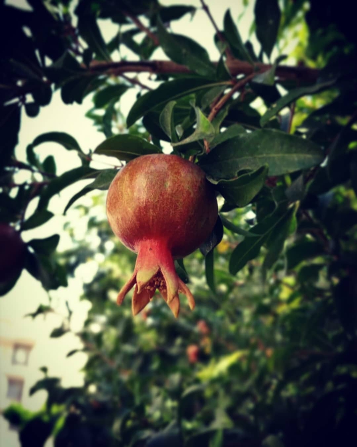 pomegranate