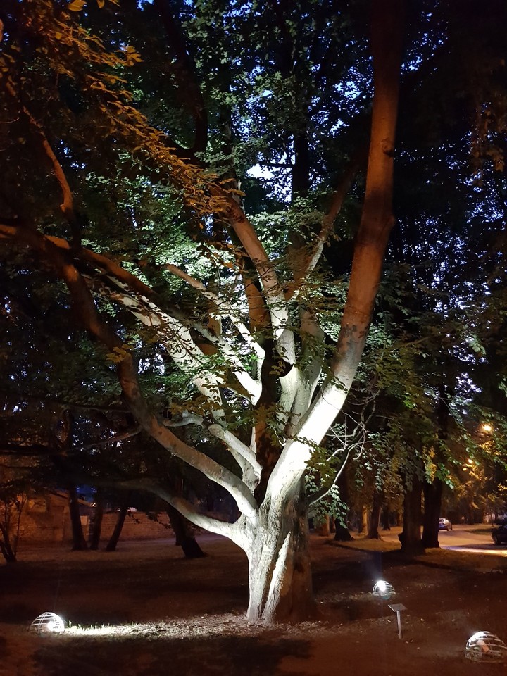 Дерево