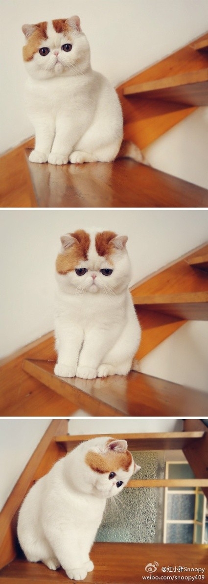 gatitos