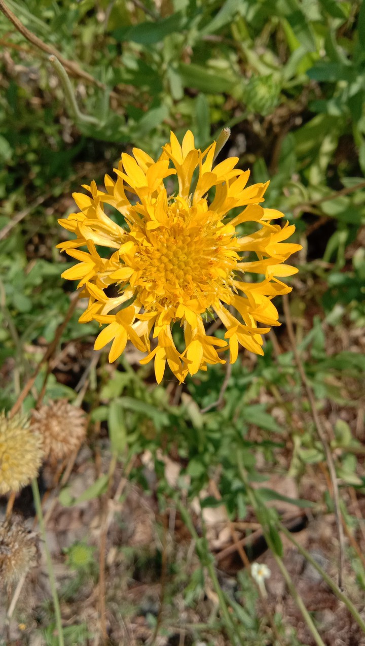 yellow flower
